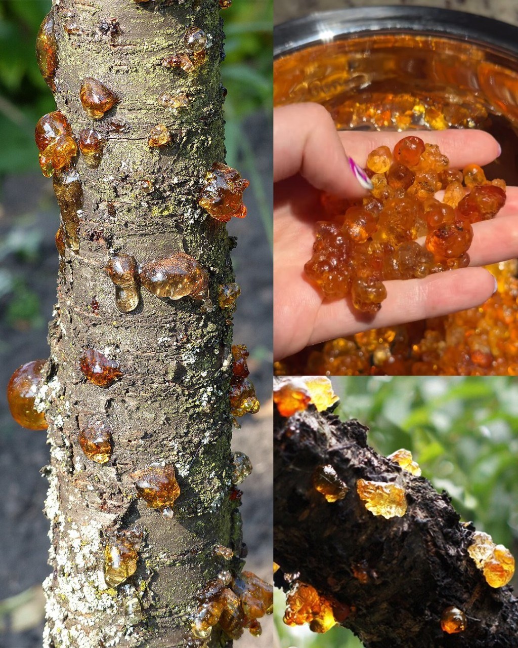 595983941 2027938531317174 1446625743588490774 n