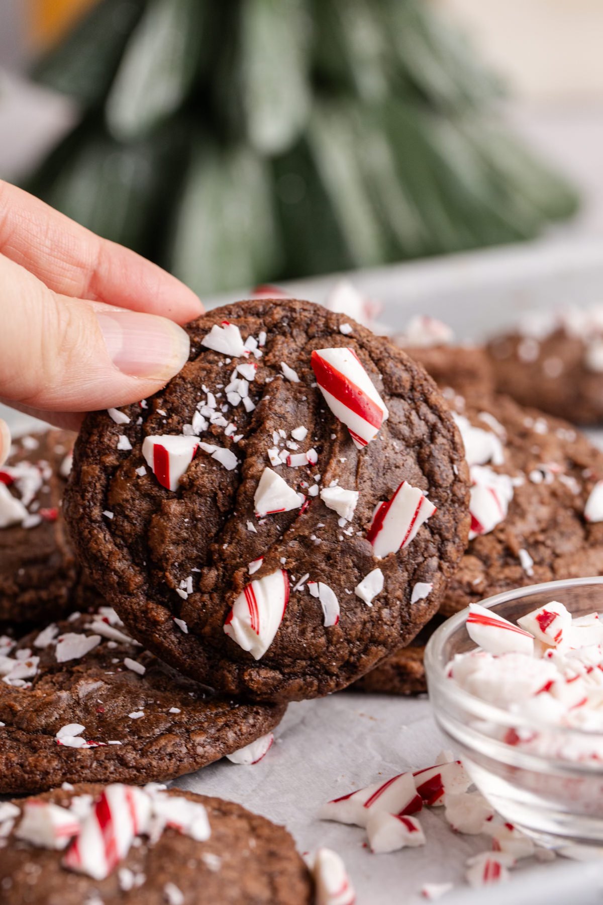 599802250 10162284726122005 8201867461206275689 n